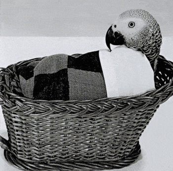 a sick parrot in a basket